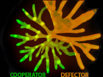 P. aeruginosa swarming: a model for the evolution of cooperation