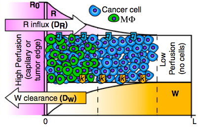Lactic acid accumulation in the core of solid tumors can be harmful to macrophages 