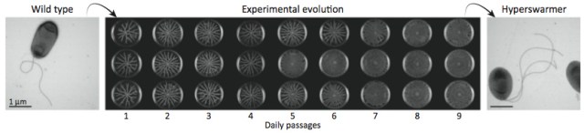 hyperswarming_evolution
