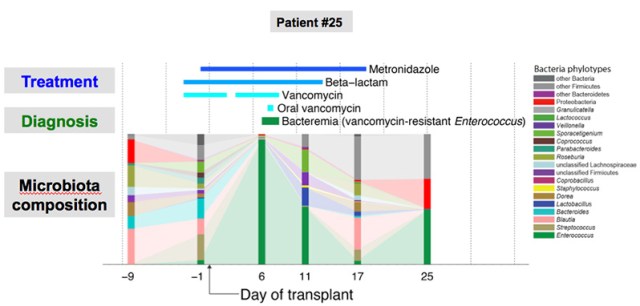 Microbiota dynamics of a bone marrow transplant patient