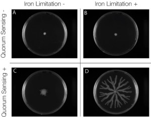 P. aeruginosa decides to cooperate only when they are in a crowd (quorum sensing) and have enough carbon source due to growth limitation by some other nutrient (iron, in this case)