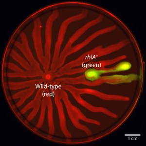Mutants that don't produce surfactants (rhlA- here in green) swarm using the surfactants produced by wilt-type bacteria (in red)