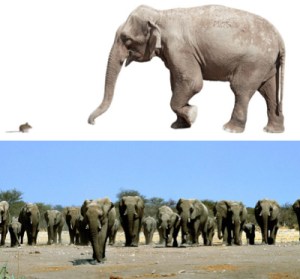 Organisms can vary a lot in body size among species, but within species they are very similar