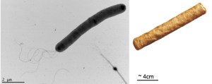 frik cell on the left and the dutch frikandel on the right. Remarkable similarity.