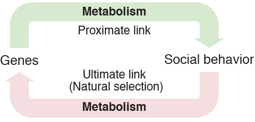 metabolism_and_social_behavior