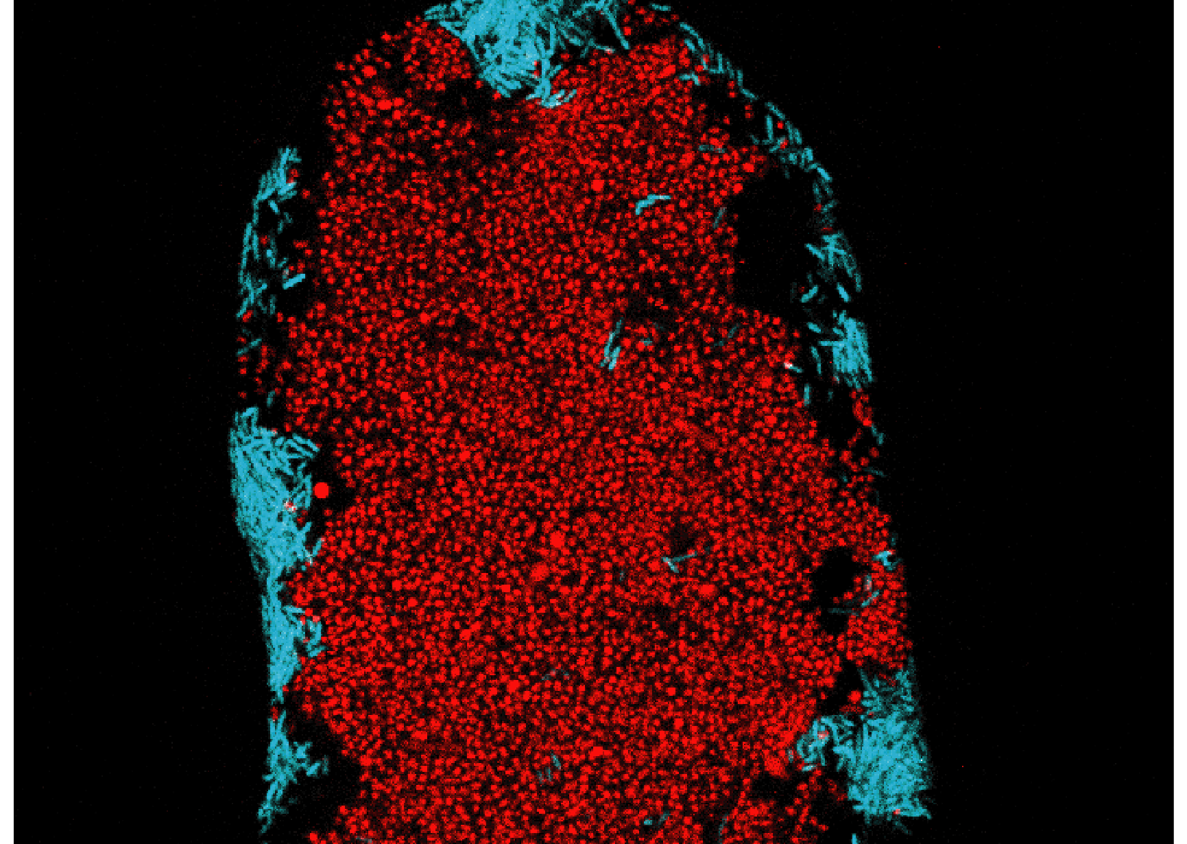 Confocal microscopy of densely packed red bacteria bordered by cyan bacterial clusters, showing the spatial structure of a microbial community.